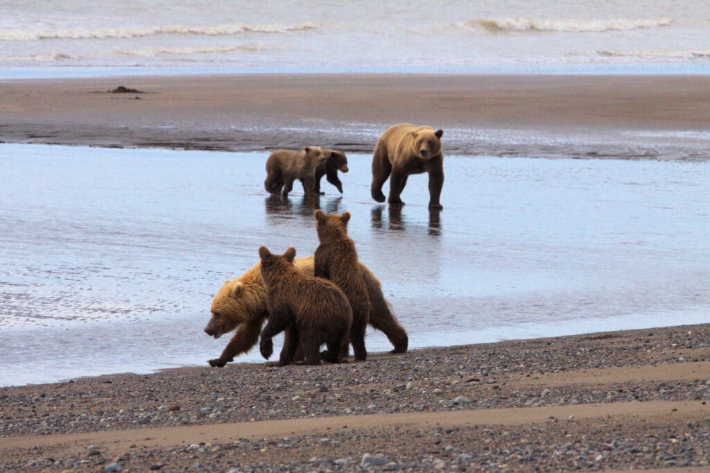 Bear viewing at Clark Lake National Park in Alaska