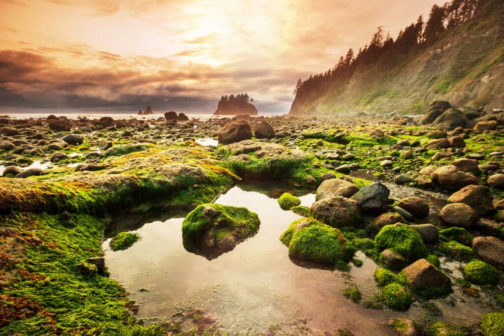 Olympic National Park landscape with mossy rocks in tide pools with island in distance