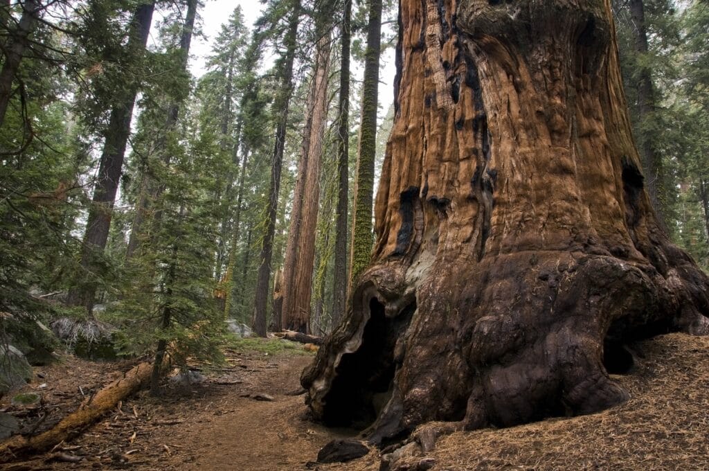 giant trees in sequoia national park