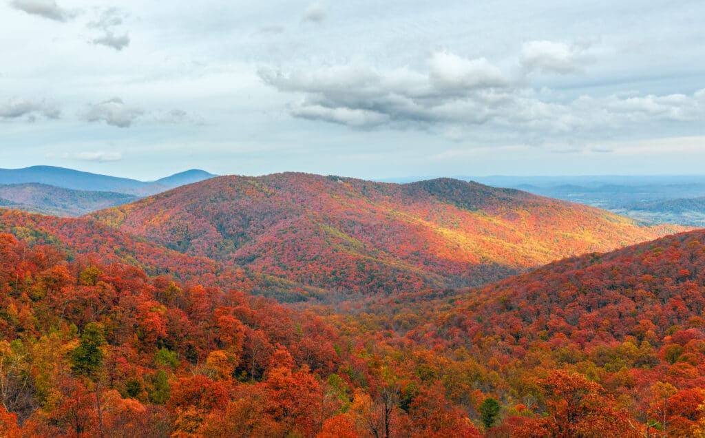 Colorful autumn view of Blue Ridge mountain ridges from Skyline Drive in Shenandoah National Park. Virginia. USA