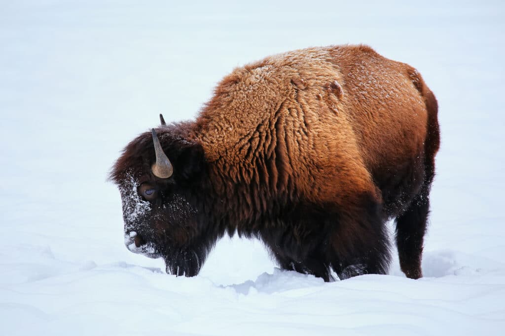Male bison looking for grass under the snow during winter, Yellowstone National Park, Wyoming, USA