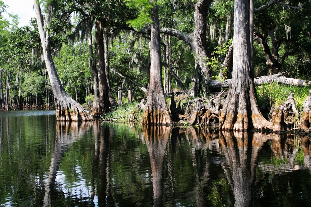 A serene shot of a swamp in the everglades national park Florida