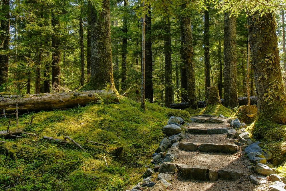 The Forest Loop Trail 