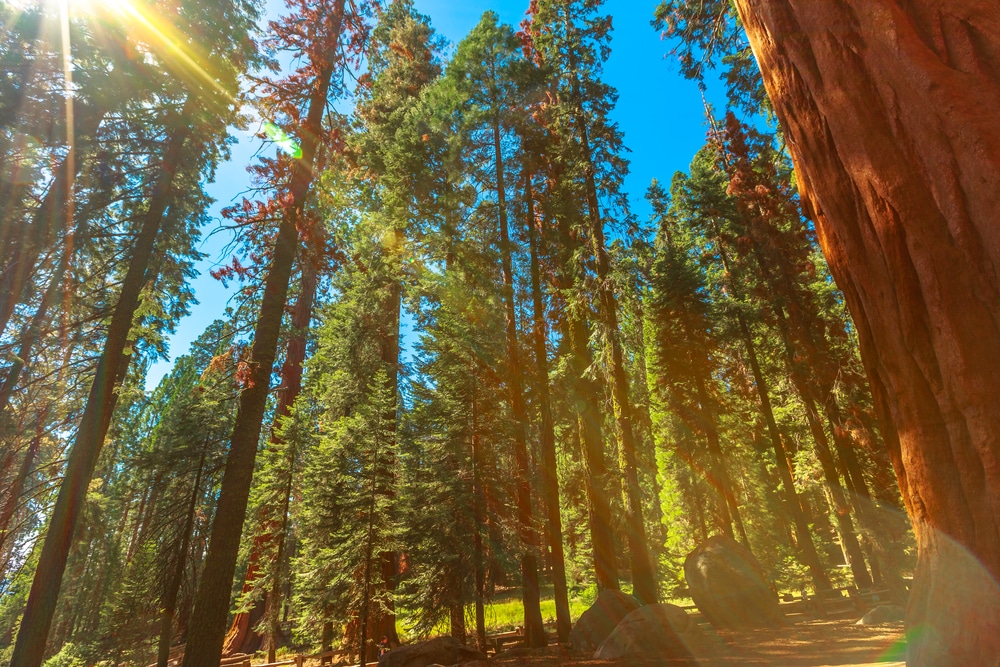 Sequoia National Park forest in the Sierra Nevada in California, United States of America. Sequoia NP is famous for its large amount of giant sequoia trees, and the largest trees in the world.