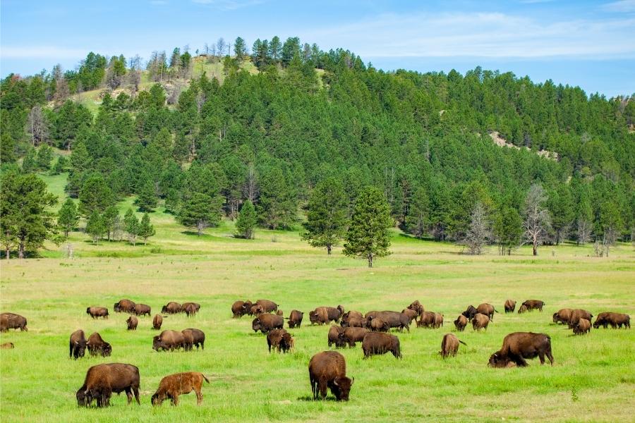 A group of bison grazing in Wind Cave National Park