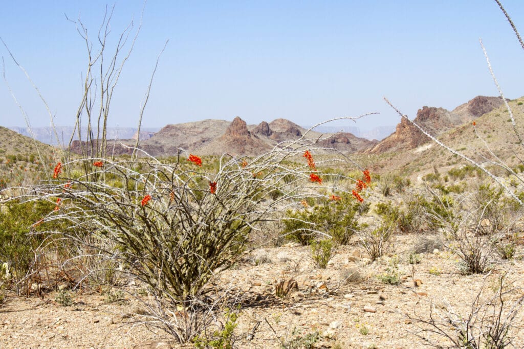 Blooming ocotillo plants in desert floor at the base of the Chisos Mountains in Big Bend National Park