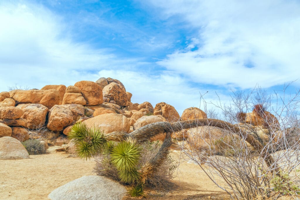 View of Joshua Tree (Yucca brevifolia) bent to the ground from Quail Spring trail in Joshua Tree National Park. California. USA