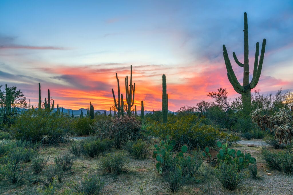 Sunset in Saguaro National Park with Saguaros in the foreground. Arizona. USA