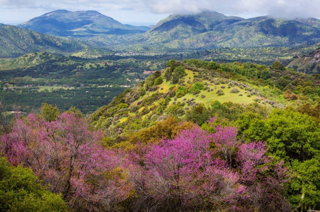 Blossoming trees and green hills in spring season in Shenandoah national park