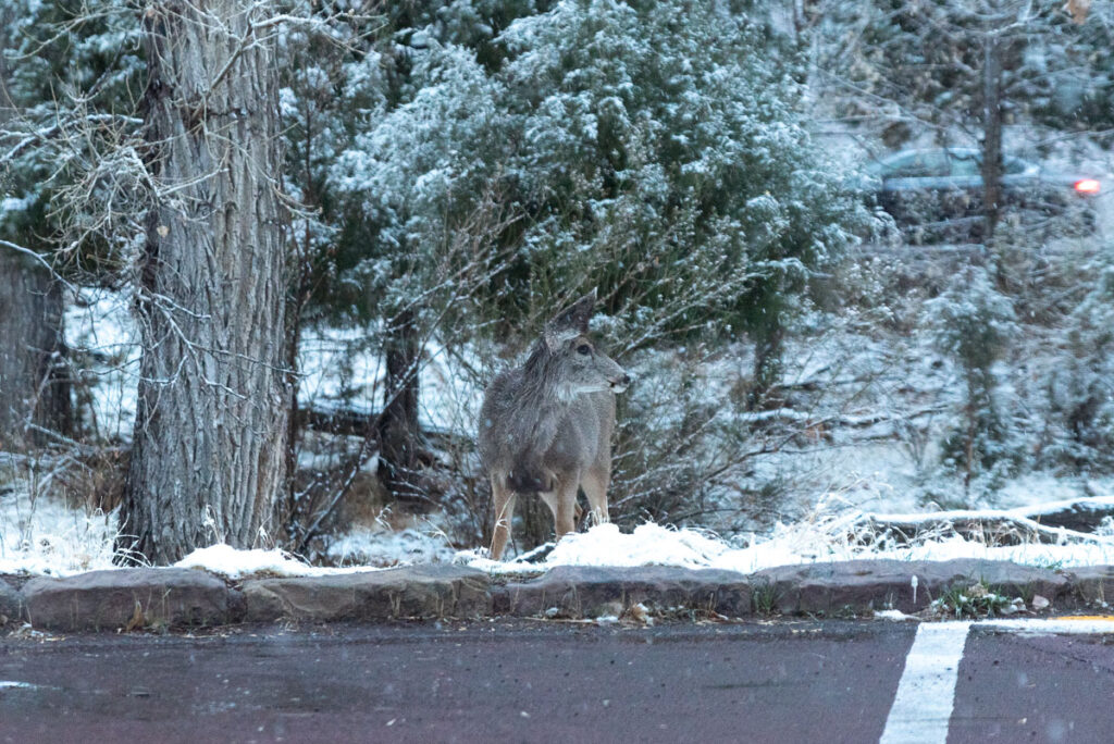 deer at Zion Lodge