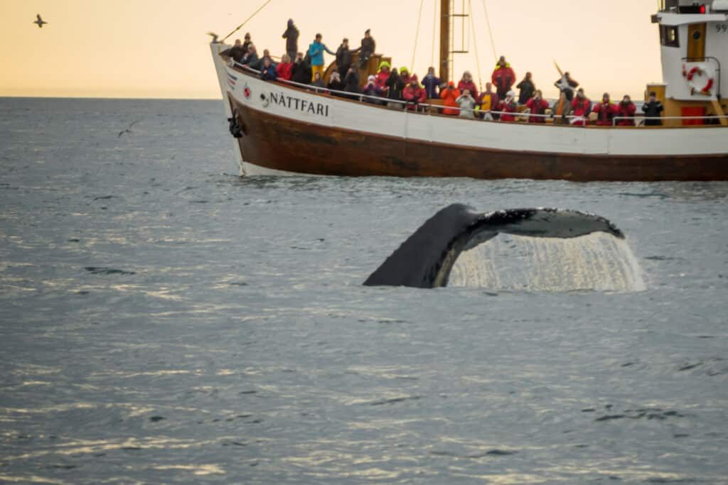 whale watching boat tour