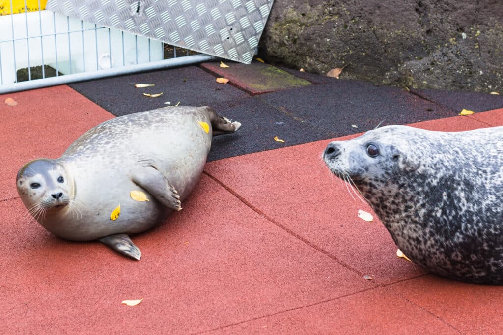 seals in Reykjavik Zoo