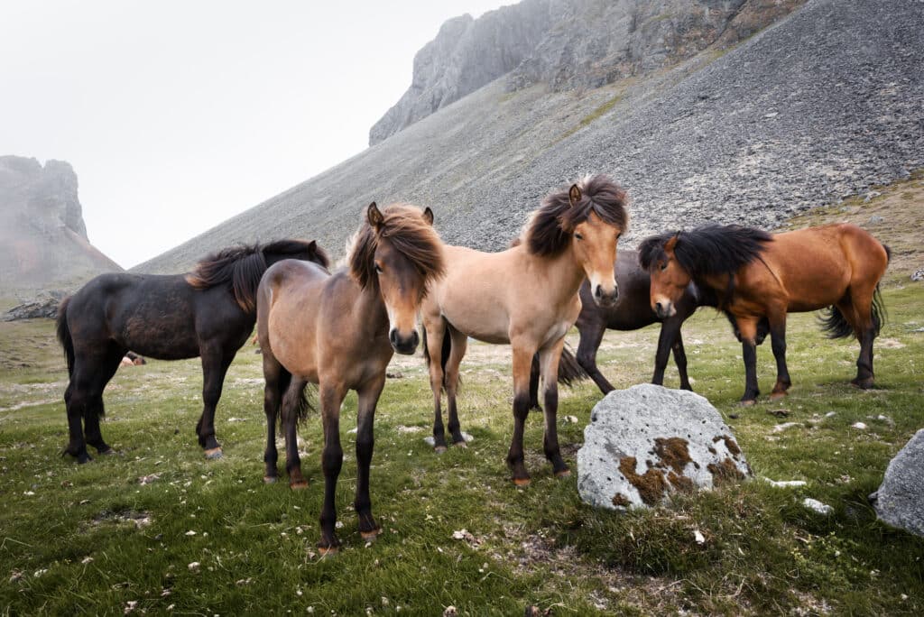 Icelandic Horses