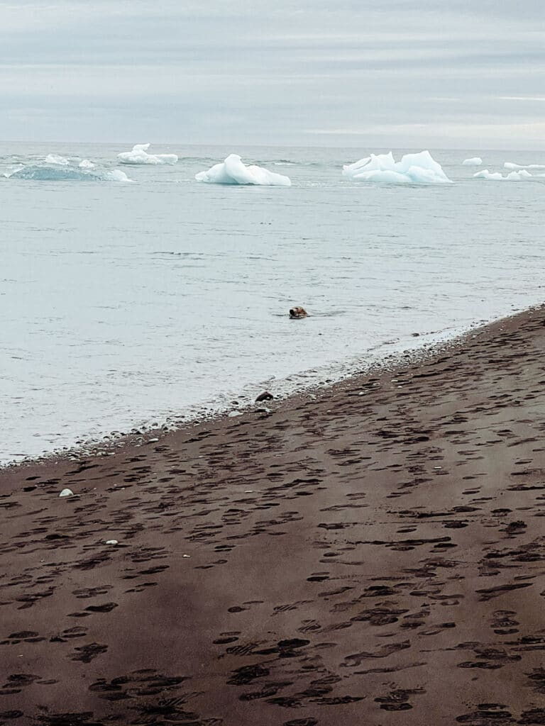 seal at Diamond Beach