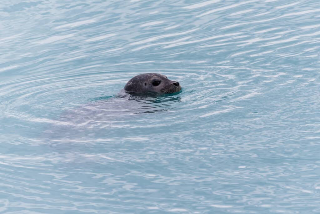 seal at Jokulsarlon Glacier Lagoon