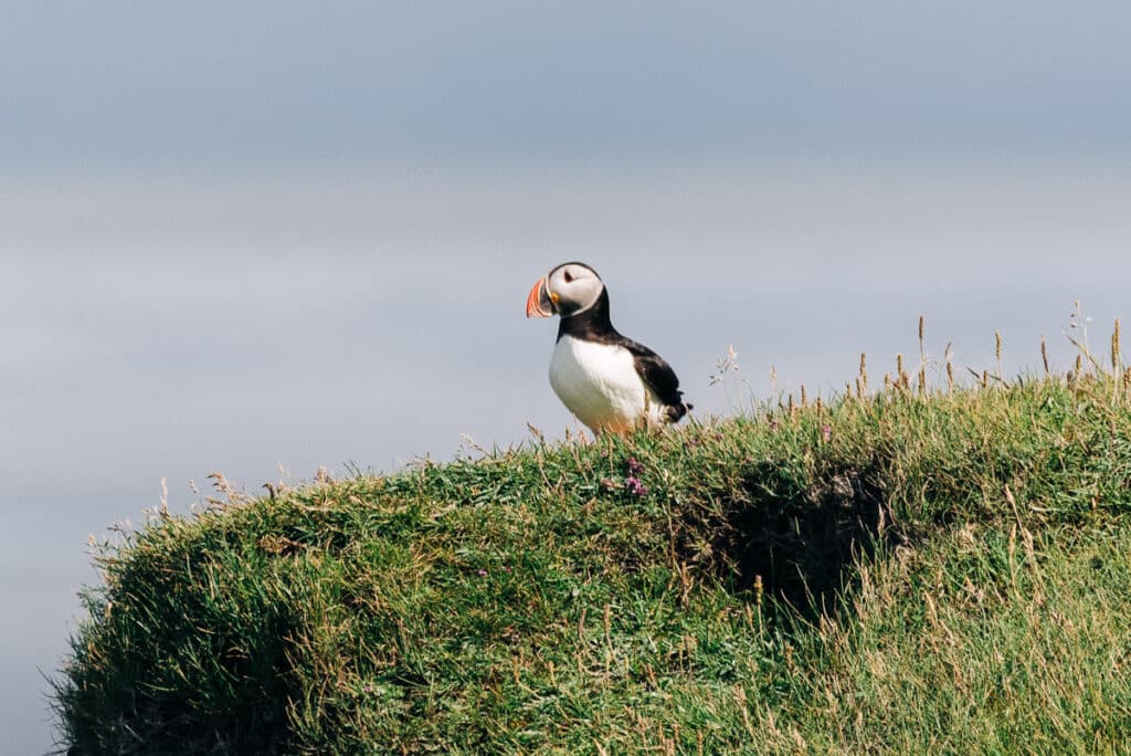 puffins at Ingolfshofdi in Iceland