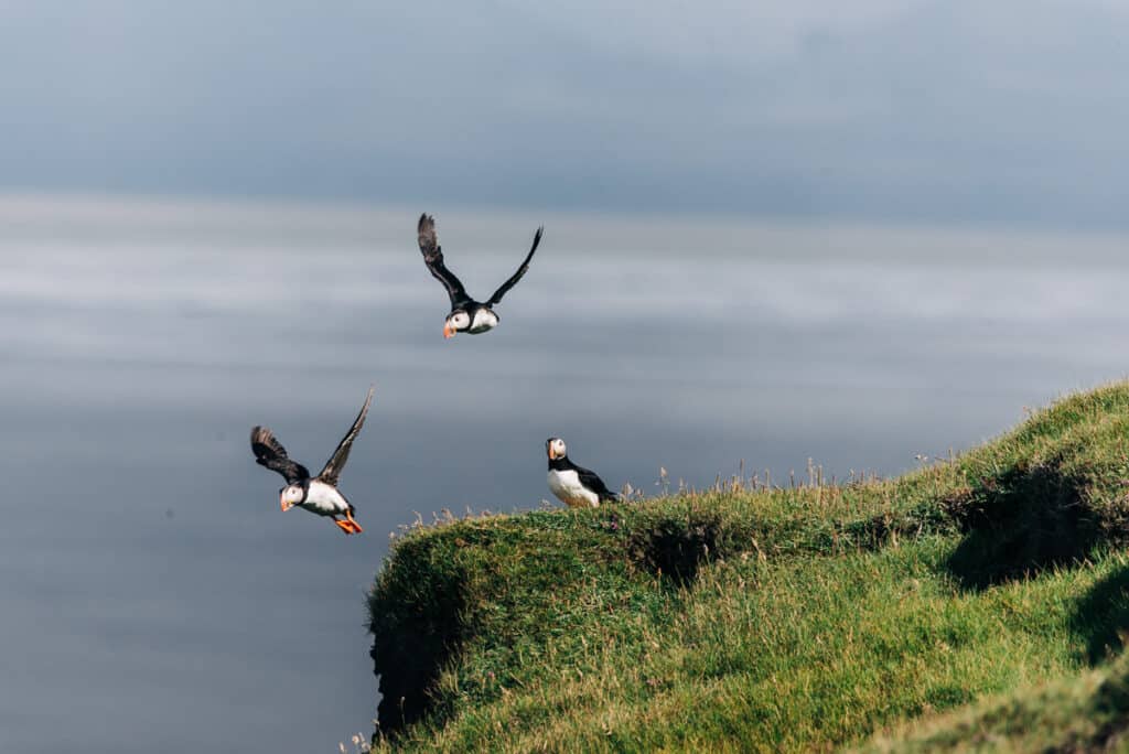 puffins at Ingolfshofdi in Iceland