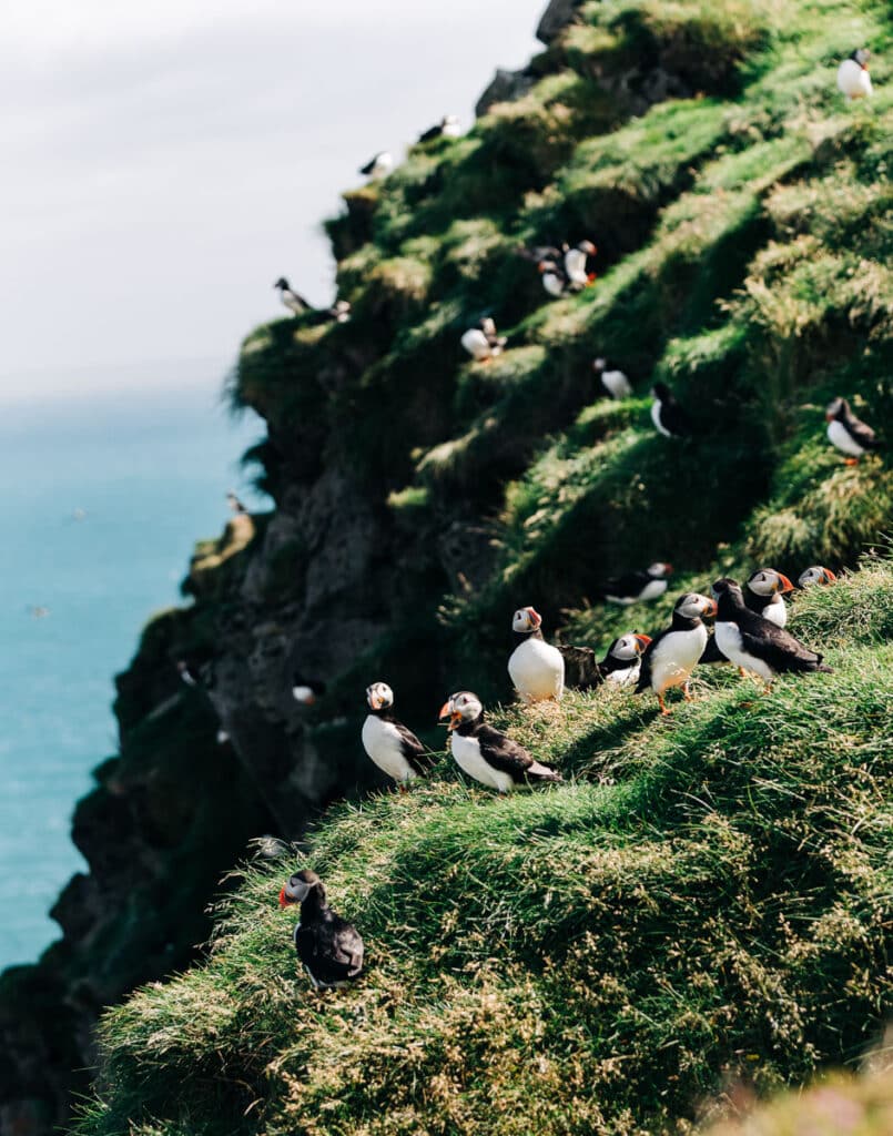 puffins at Ingolfshofdi in Iceland