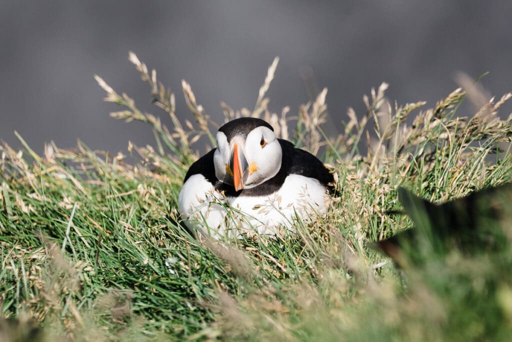 puffins at Ingolfshofdi in Iceland