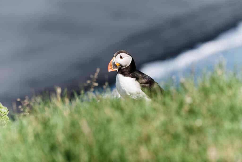 puffins at Ingolfshofdi in Iceland