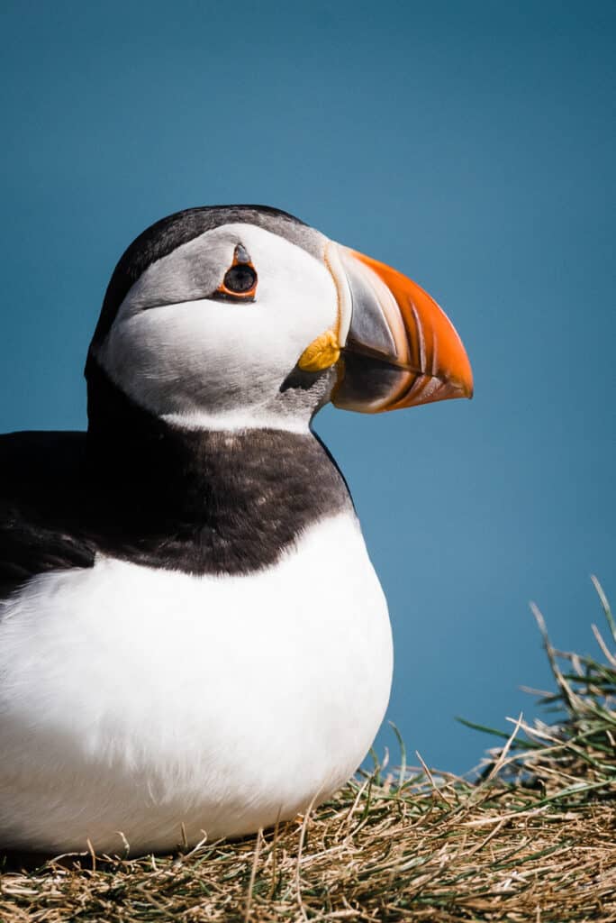 puffins at Ingolfshofdi in Iceland