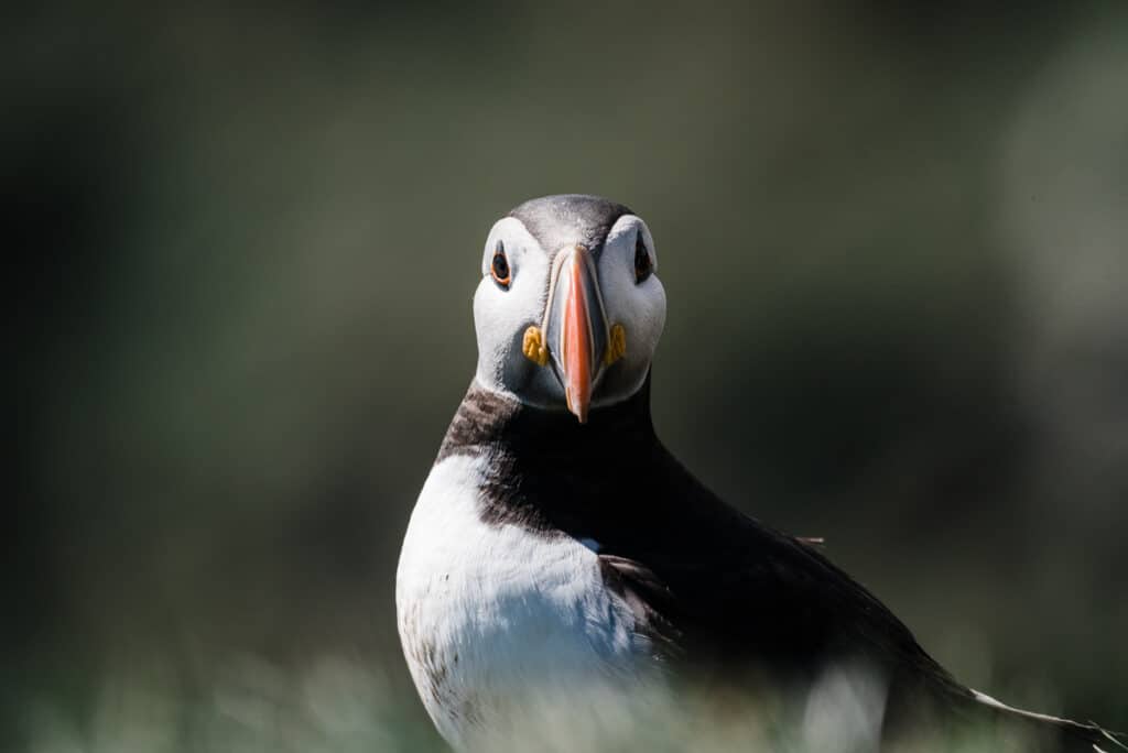 puffins at Ingolfshofdi in Iceland