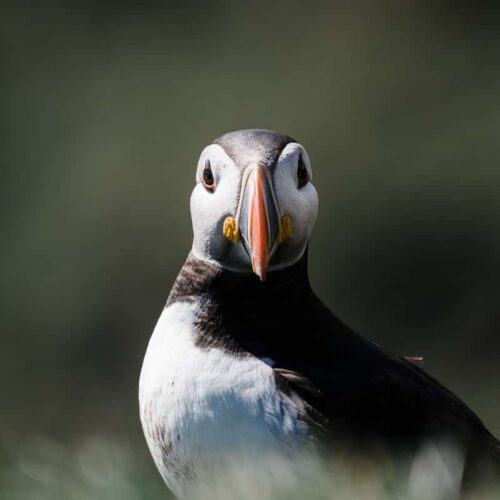 puffins at Ingolfshofdi in Iceland