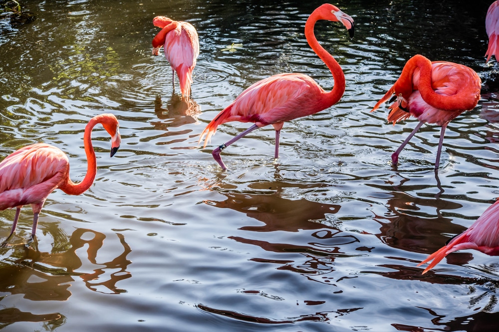  Pink Flamingos in Orlando Wetlands Park should be in your Florida bucket list