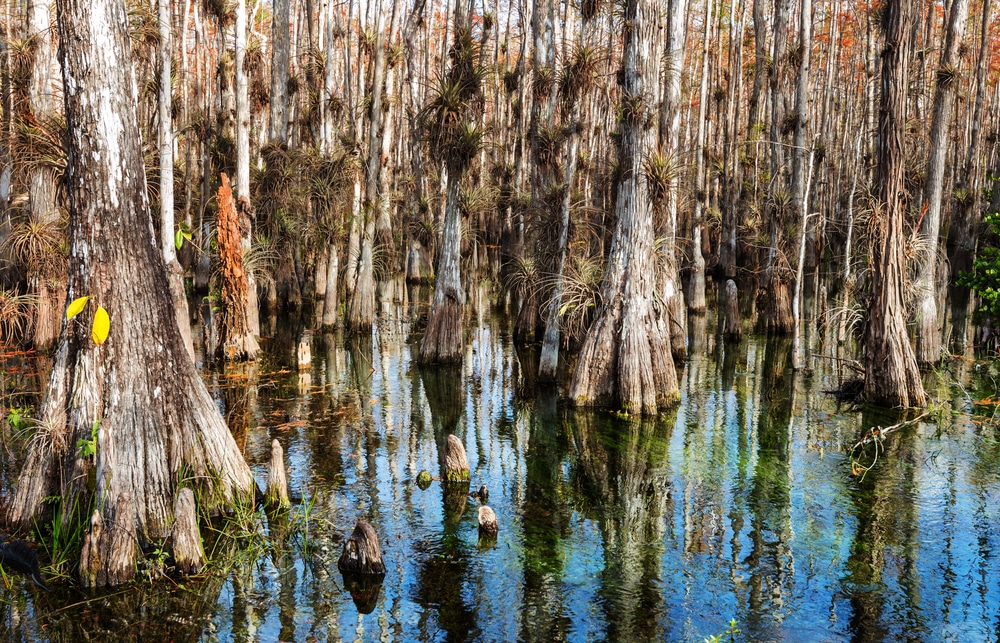 Big Cypress National Preserve 