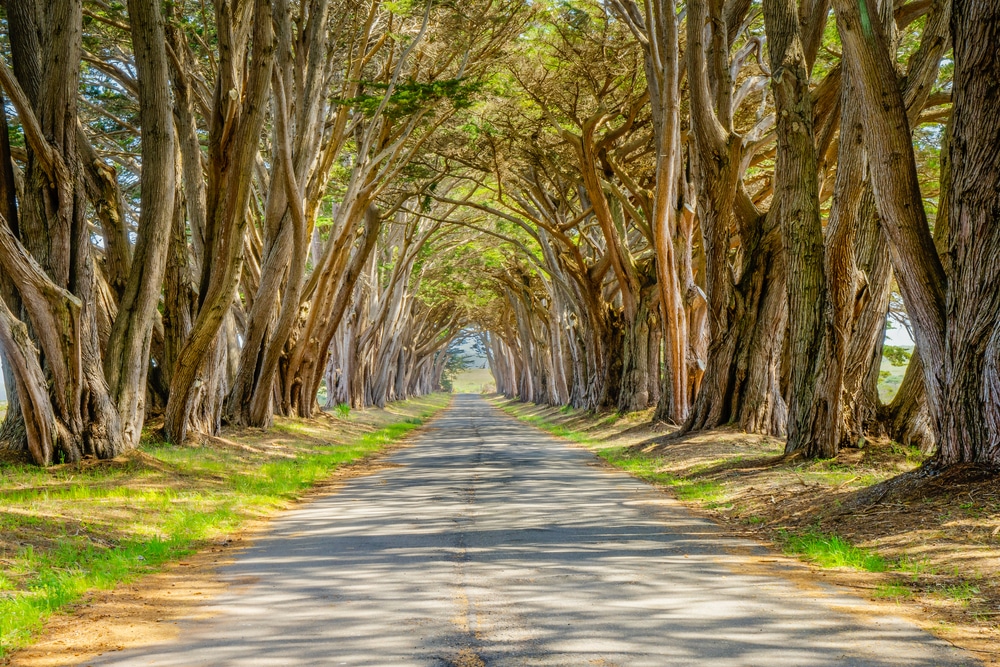 Cypress Tunnel