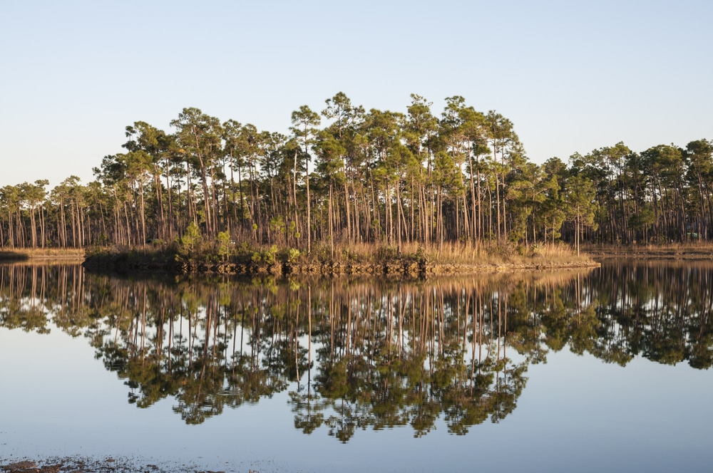 Cypress trees in the Everglades National Park