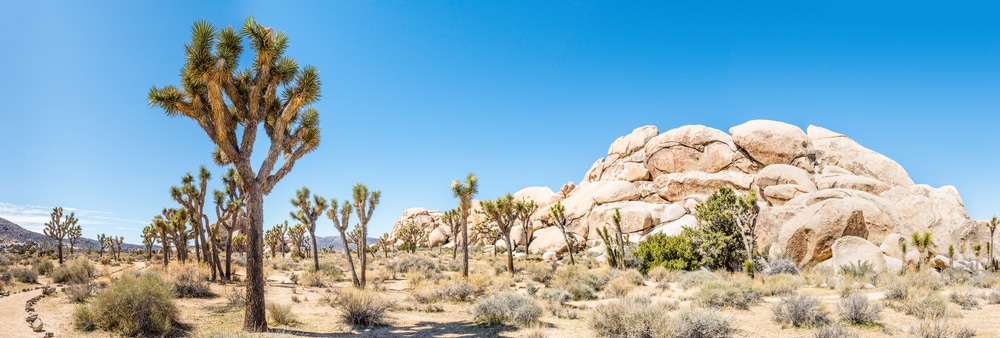 Joshua Tree National Park, California