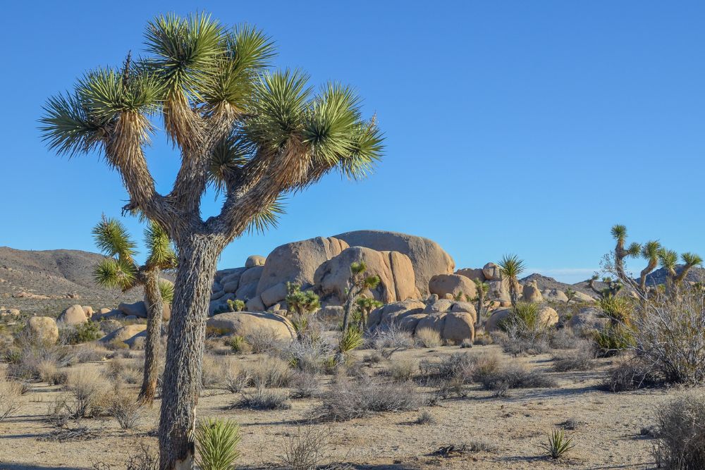 Joshua Tree National Park California 