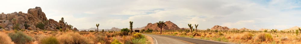 Scenic road leading through Joshua Tree National Park in southern California.