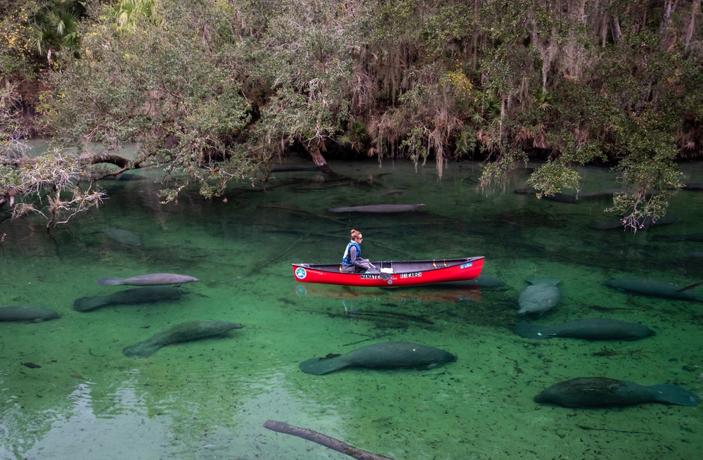 Manatees at Blue Springs State Park in Florida