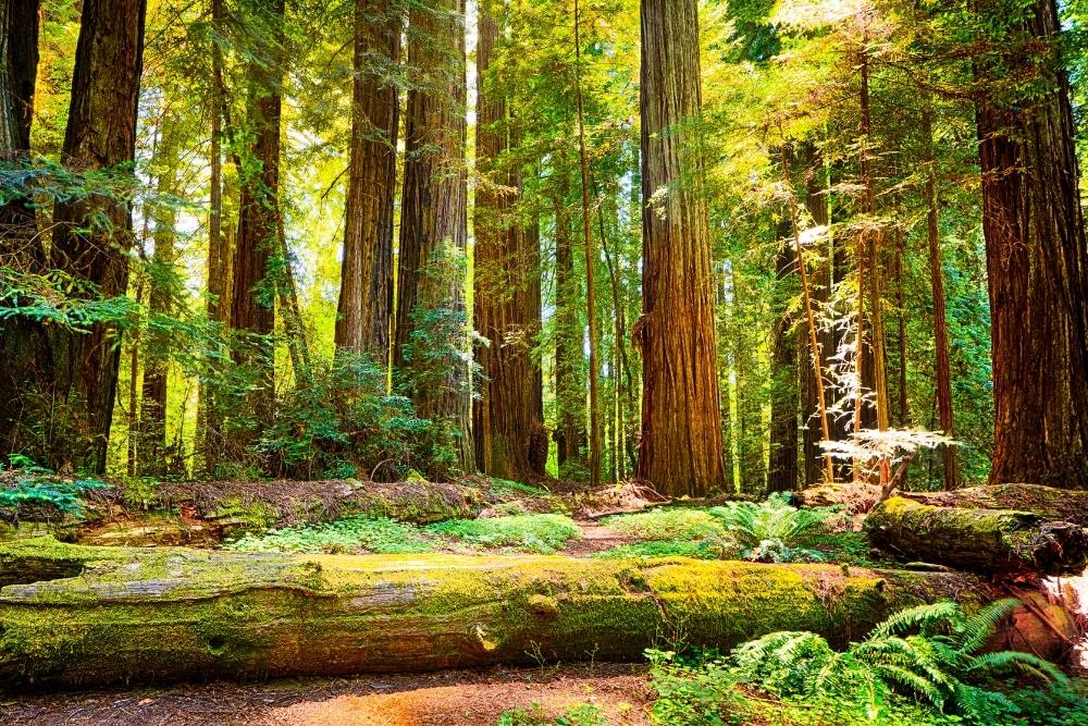 Redwood National Park