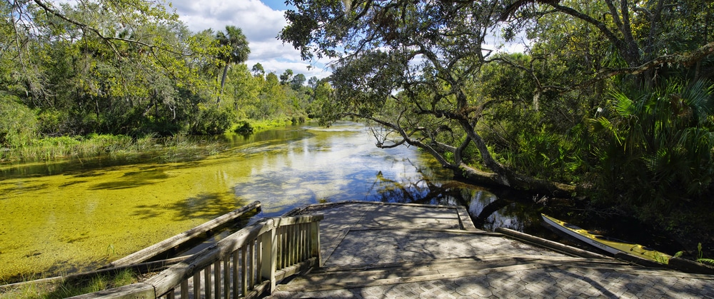 Salt Springs in Ocala National Forest 