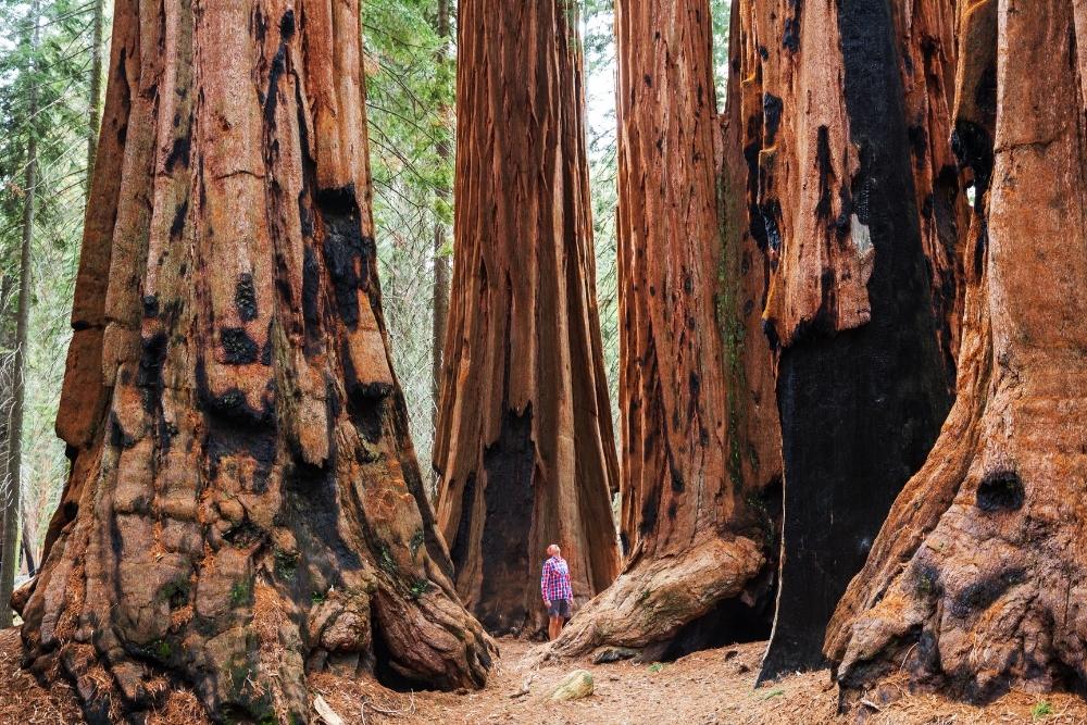 Sequoia & Kings Canyon National Parks, California USA