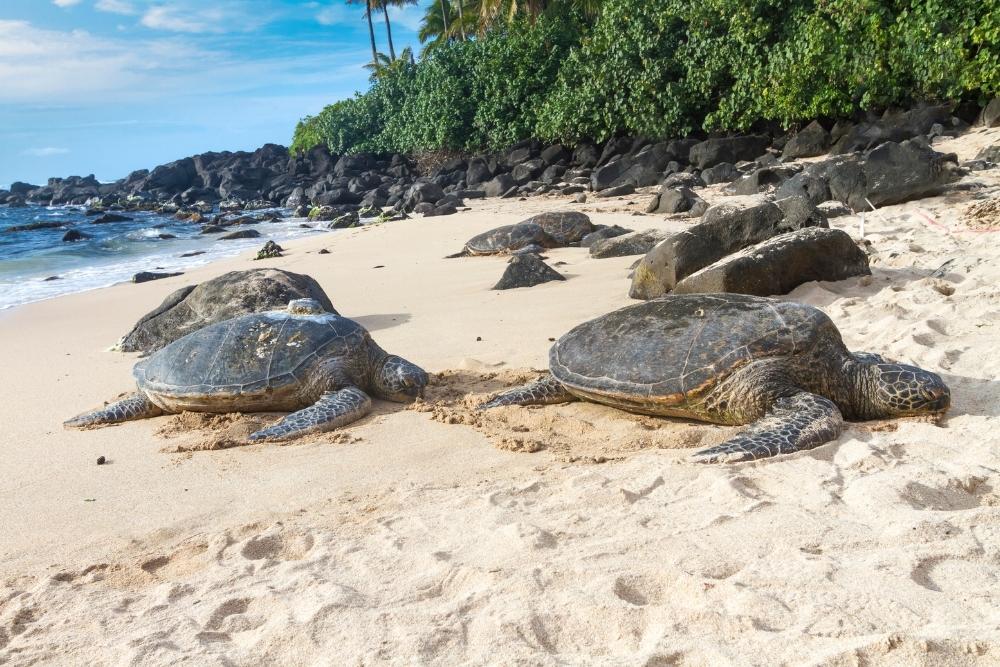 Laniakea Beach Turtle Beach