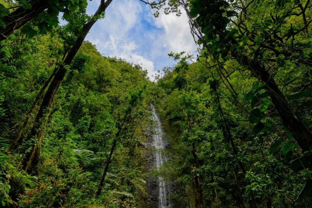 Manoa Falls