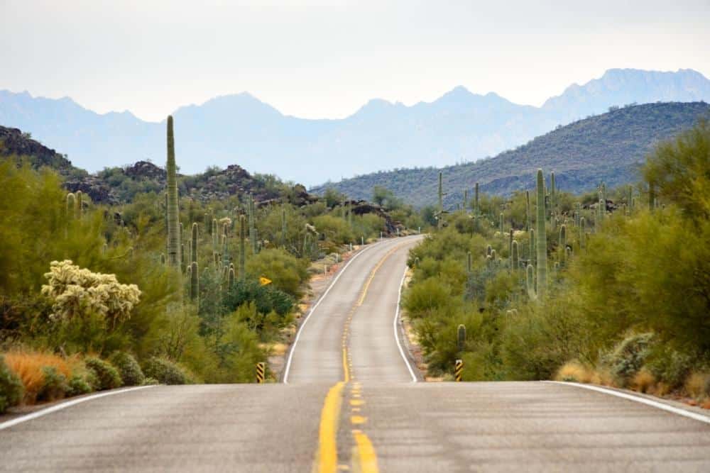 Organ Pipe Cactus Arizona