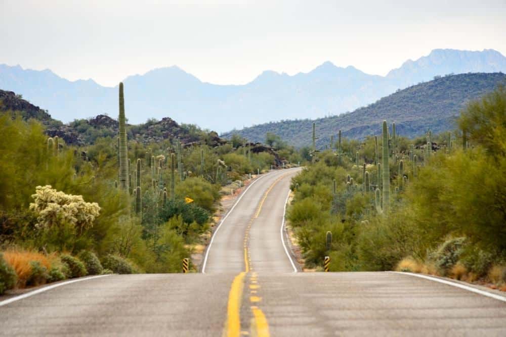 Organ Pipe Cactus Arizona