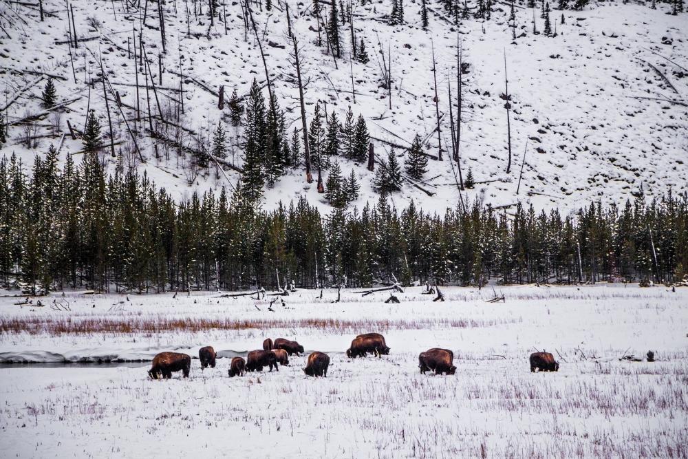 Yellowstone in winter time