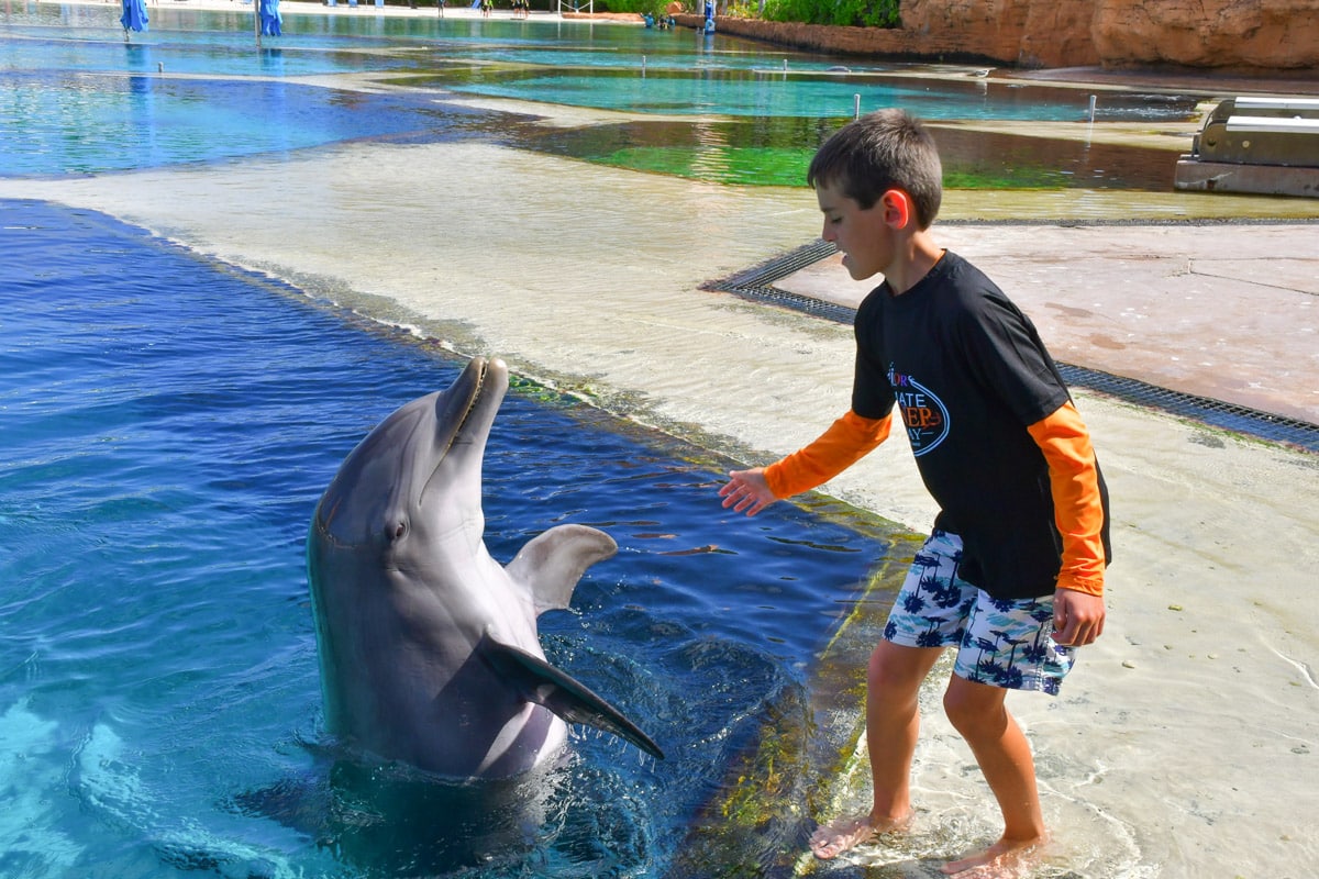 my son playing with a dolphin at Dolphin Cay in Atlantis Bahamas