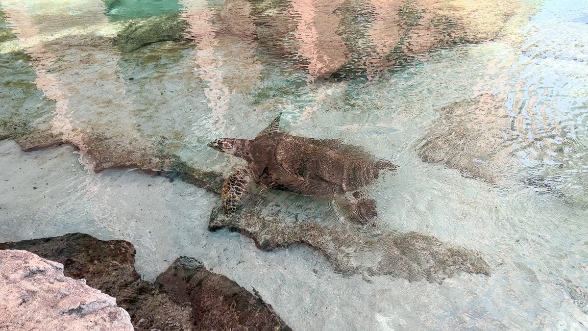 sea turtle in the marine habitat at Atlantis