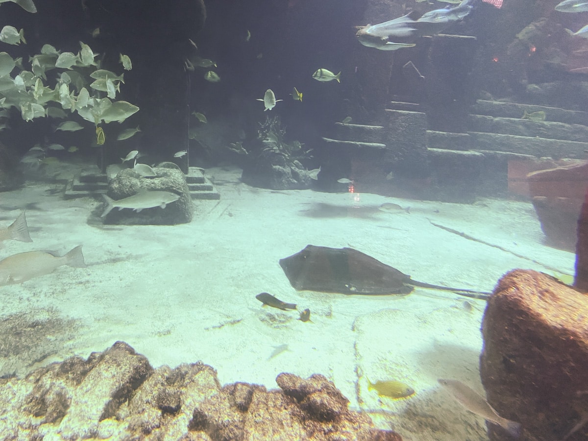 marine life at Atlantis