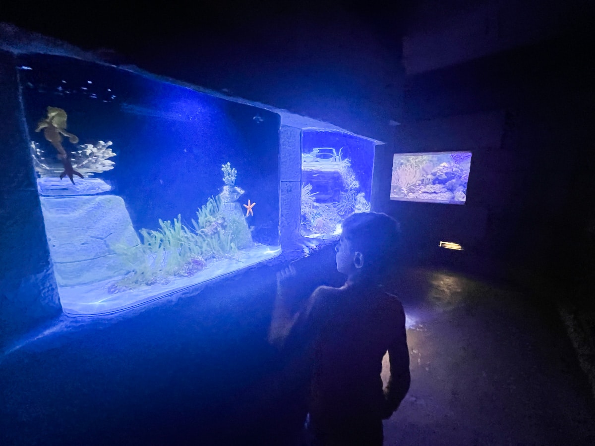 inside The Dig aquarium at Atlantis