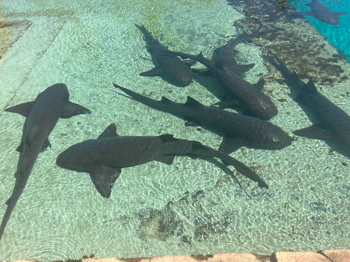 sharks at Atlantis Bahamas