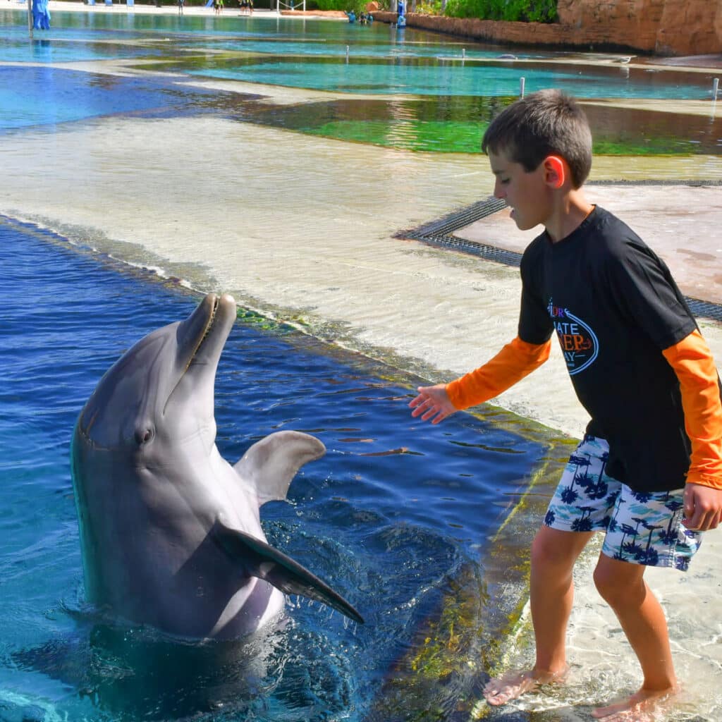 my son playing with a dolphin at Atlantis