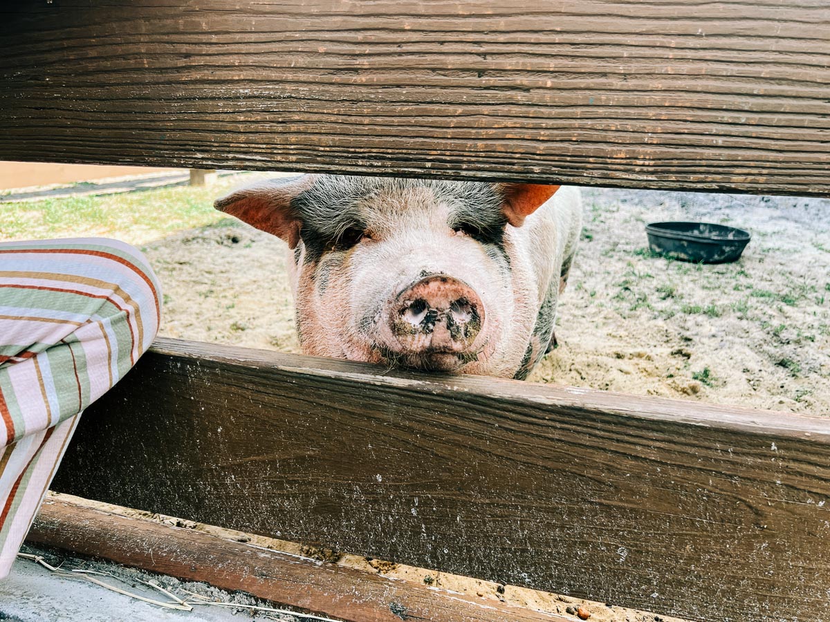 a pig at the petting zoo at Westgate River Ranch